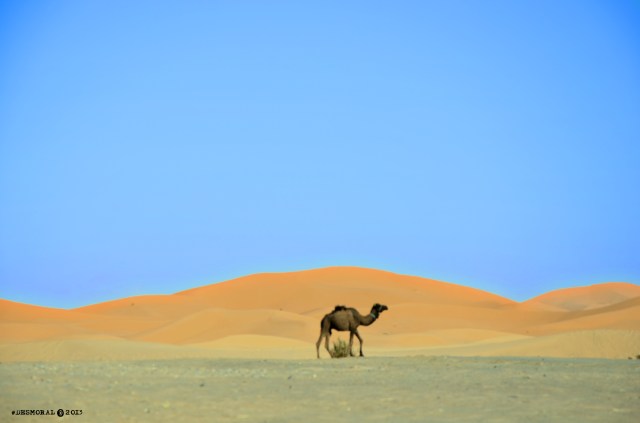 Como un camello buscando en el desierto una coca cola con tu nombre