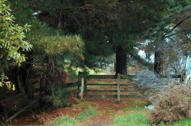 And someone called me by by name. It had become a glimmering girl With apple blossoms in her hair Who called me by my name and ran And faded through the brightening air.