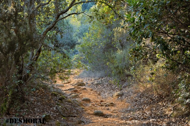 el eco de mi pensamiento te lo canta el viento 